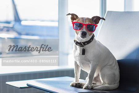 holiday vacation jack russell dog waiting in airport terminal ready to board the airplane or plane at the gate