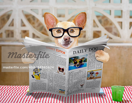 hungry chihuahua dog eating with tablecloth utensils at the table , food  bowl , fork and knife , reading the newspaper or magazine