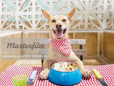 hungry chihuahua dog eating with tablecloth utensils at the table , food  bowl , fork and knife