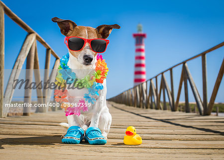 jack russel dog  at the beach ocean shore, on summer vacation holidays  with a plastic duck, lighthouse at the back