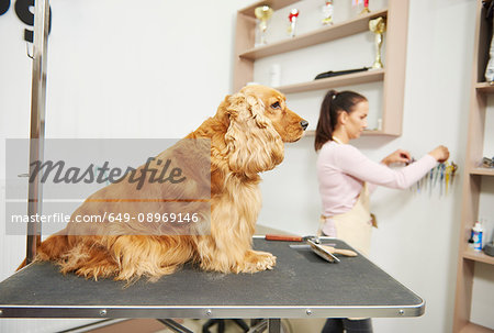 Cocker spaniel sitting on table at dog grooming salon