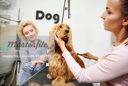 Female groomers brushing cocker spaniel at dog grooming salon