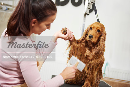 Female groomer combing wet cocker spaniel at dog grooming salon