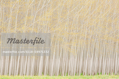 Rows of commercially grown poplar trees.