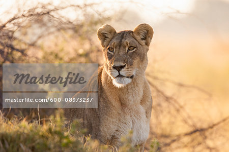 Portrait of an African lioness (Panthera leo) sitting in the brush at the Okavango Delta in Botswana, Africa