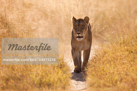 African lioness (Panthera leo) walking through the grassland at the Okavango Delta in Botswana, Africa