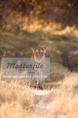 Portrait of an African lioness (Panthera leo) walking through the grassland at the Okavango Delta in Botswana, Africa