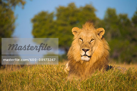 Portrait of an African lion (Panthera leo) lying in the grass and looking at the camera at Okavango Delta in Botswana, Africa