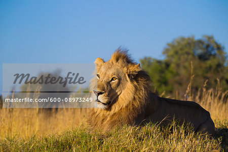 Portrait of an African lion (Panthera leo) lying in the grass at Okavango Delta in Botswana, Africa