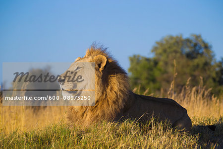 Profile portrait of an African lion (Panthera leo) lying in the grass looking into the distance at Okavango Delta in Botswana, Africa
