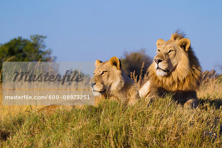 African lion and lioness (Panthera leo) lying in the grass together looking into the distance at Okavango Delta in Botswana, Africa