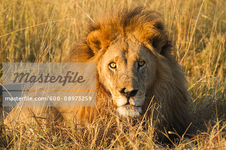 Portrait of an African lion (Panthera leo) lying in the grass looking at the camera at the Okavango Delta in Botswana, Africa