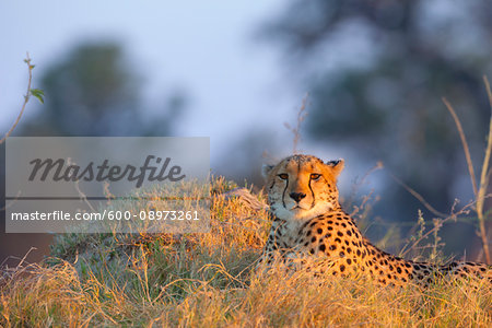 Portrait of a cheetah (Acinonyx jubatus) lying in the grass at the Okavango Delta in Botswana, Africa