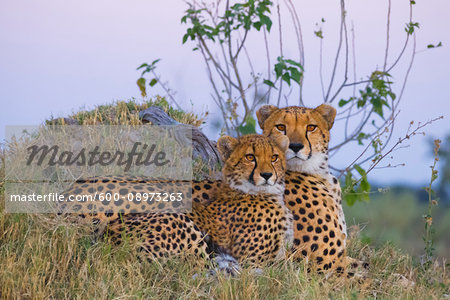 Portrait of two cheetahs (Acinonyx jubatus) lying in grass together at the Okavango Delta in Botswana, Africa