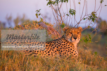 Portrait of cheetah (Acinonyx jubatus) lying in the grass at the Okavango Delta in Botswana, Africa