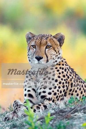 Portrait of a cheetah (Acinonyx jubatus) lying on the ground looking at the camera at the Okavango Delta in Botswana, Africa