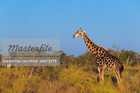 Southern giraffe (Giraffa giraffa) standing in field at the Okavango Delta in Botswana, Africa