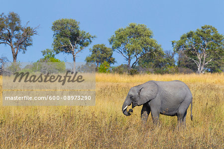 African elephant calf (Loxodonta africana) standing in the grasslands of the Okavango Delta in Botswana, Africa