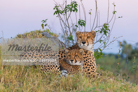 Portrait of cheetahs (Acinonyx jubatus), mother and young lying in the grass looking alert at the Okavango Delta in Botswana, Africa