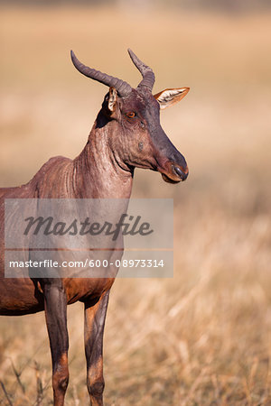 Portrait of a Topi or Tsessebe (Damaliscus lunatus) standing in the grass at the Okavango Delta in Botswana, Africa