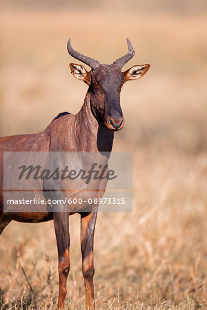 Portrait of a Topi or Tsessebe (Damaliscus lunatus) standing in the grass and looking at the camera at the Okavango Delta in Botswana, Africa