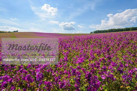 Field of mallow flowers in summer at Arnstein in Bavaria, Germany