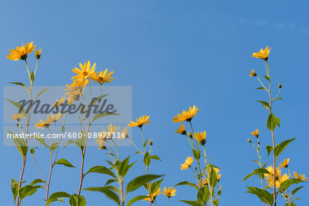 A row of Jerusalem artichokes with blossoms against a blue sky in Bavaria, Germany