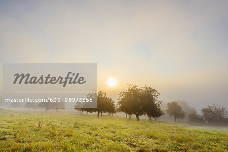 Countryside with apple trees in fields and the sun glowing through the morning mist in the community of Grossheubach in Bavaria, Germany