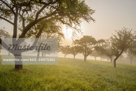 Silhouette of appel trees in a field with the sun shining through the morning mist in the village of Schmachtenberg in Bavaria, Germany