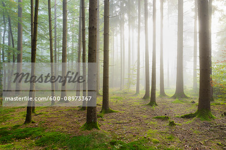 Sun shining through the morning haze in a coniferous forest in the Odenwald hills in Hesse, Germany