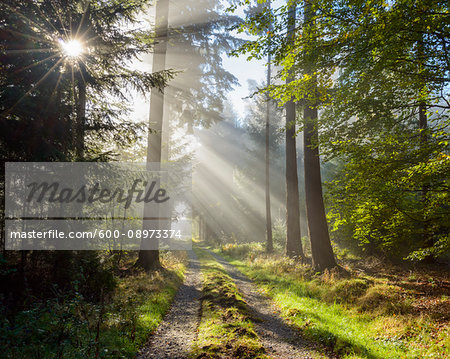 Forest path with morning mist and sun beams in the Odenwald hills in Hesse, Germany