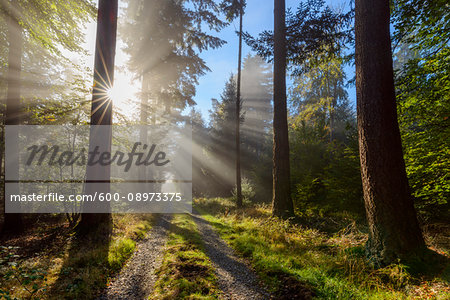 Forest path with morning mist and sun beams in the Odenwald hills in Hesse, Germany Forest path with morning mist and sun beams in the Odenwald hills in Hesse, Germany