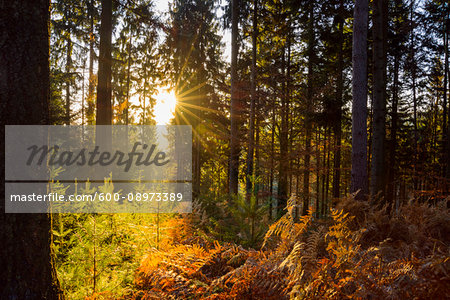 Autumn forest with morning sun shining through the trees in the Odenwald hills in Bavaria, Germany