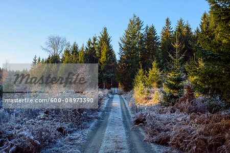 Forest path with rime covering the ground in autumn in the Odenwald hills in Bavaria, Germany Forest path with rime covering the ground in autumn in the Odenwald hills in Bavaria, Germany
