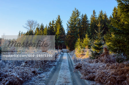 Forest path with rime covering the ground in autumn in the Odenwald hills in Bavaria, Germany