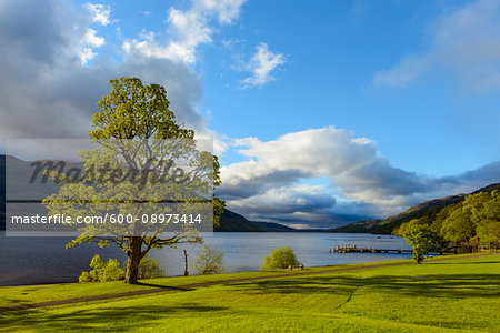 Maple tree on lake shore at Loch Lomond in Scotland, United Kingdom