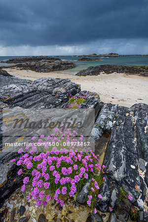 Scottish coast with dark cloudy sky and Sea Pink flowers (Armeria maritima) growing along the rocky shoreline in spring at Mallaig in Scotland, United Kingdom