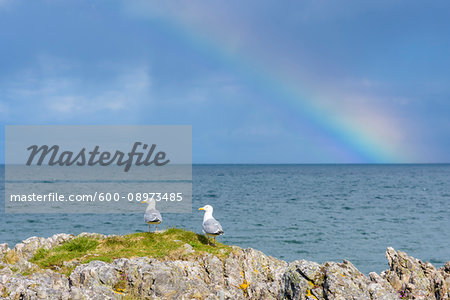 Scottish coast with seagulls perched on rocks and a rainbow over the North Atlantic Ocean at Mallaig in Scotland, United Kingdom