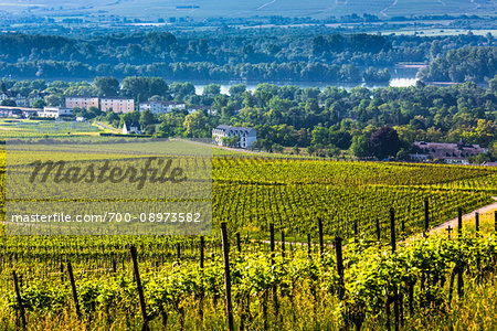 Overview of vineyards and countryside at Rudesheim in the Rhine Valley, Germany