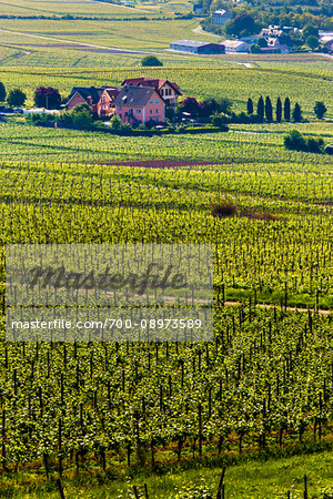 Vineyards and farm in Rudesheim in the Rhine Valley, Germany