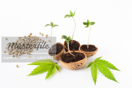 baby cannabis plant vegetative stage of marijuana growing organic hemps seeds