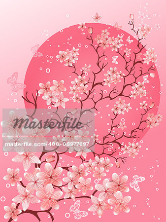 Cherry blossom background. Beautiful spring nature scene