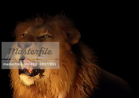 Lion on Black Background - Detailed and Realistic Colored Illustration, Vector