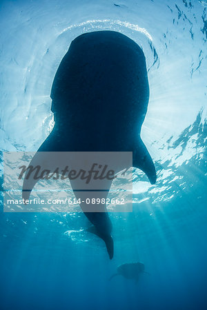Underside view of whale shark (rhyncodon typus) feeding on the water surface, Isla Mujeres, Mexico