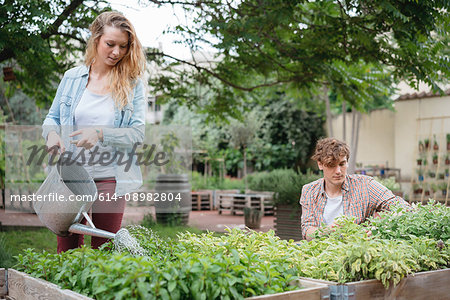 Young man and woman tending to plants in wooden troughs, young woman water plants using watering can