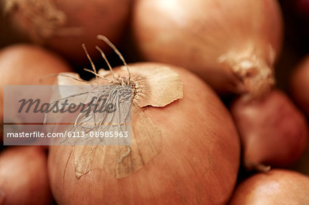 Still life close up full frame fresh, organic, healthy, rustic onion with skin and roots