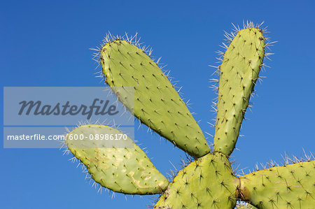 Close-up of a prickly pear cactus (Opuntia) showing thorns in Andalusia, Spain