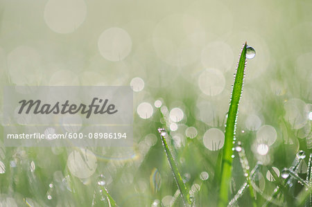 Close-up of dew on grass in Bavaria, Germany