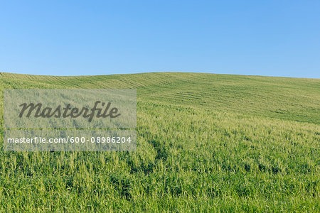 Green wheat field with clear blue sky in spring near Ronda in the Malaga Province in Andalusia, Spain