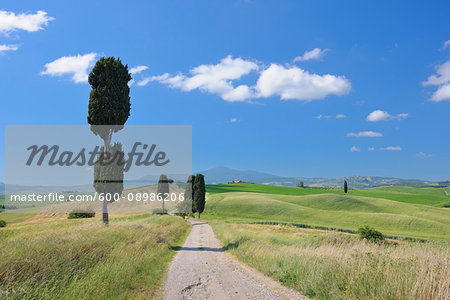 Cypress Trees (Cupressus sempervirens) along a dirt road on a sunny day in Pienza at Val d'Orcia in the Province of Siena in Tuscany, Italy